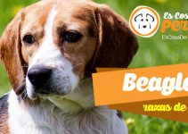 Beagle perro