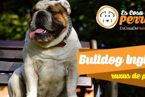 Bulldog Inglés
