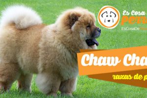 Chaw Chaw raza de perro