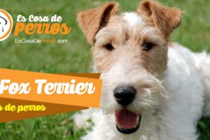 Fox-Terrier perro