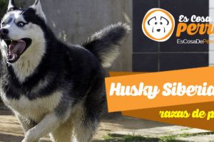 Husky Siberiano
