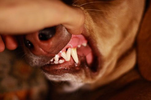 boca perro dientes