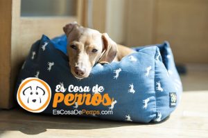 CAMA DE PERROS