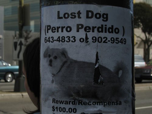 cartel perro perdido
