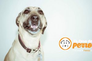 collares para perros