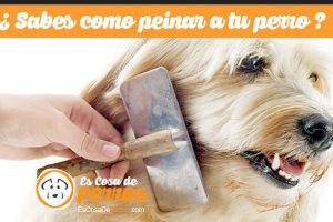 como peinar a tu perro