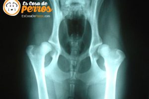 displasia-cadera-perro