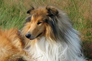 Lassie un perro de pelicula