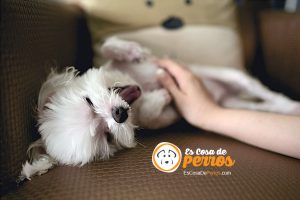 masaje a perro