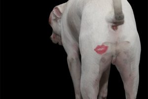 Gandulas anales de los perros.