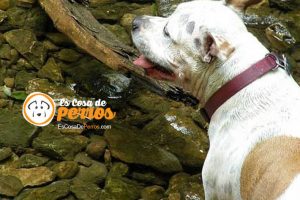 perro astillas