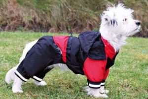 chubasquero para perros