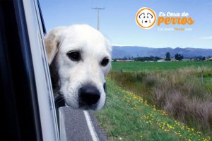 perro en coche