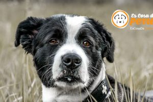 perro espigas campo