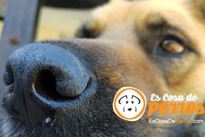 perro con fiebre
