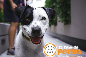 perro mirando a los ojos