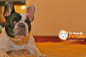 perro orejas