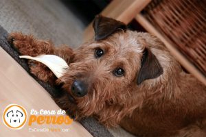Perro comiendo pastilla