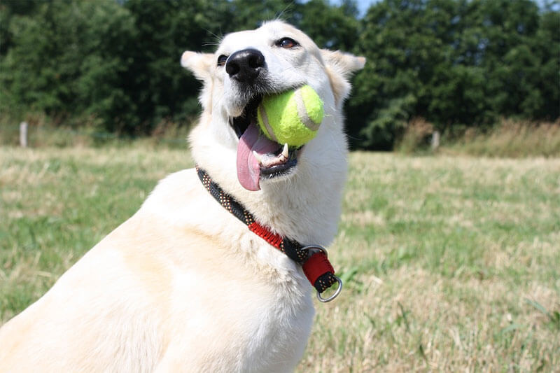 perro jugando con pelota