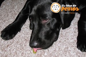 uvas malas para los perros