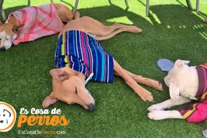 perros-calor