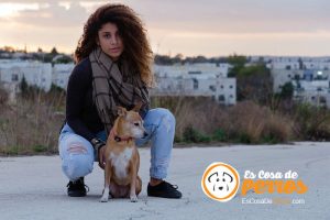 perros en casa