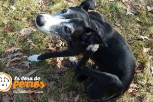 pipeta para perros