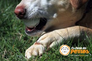 uñas de perros