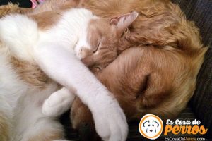 perro y gato